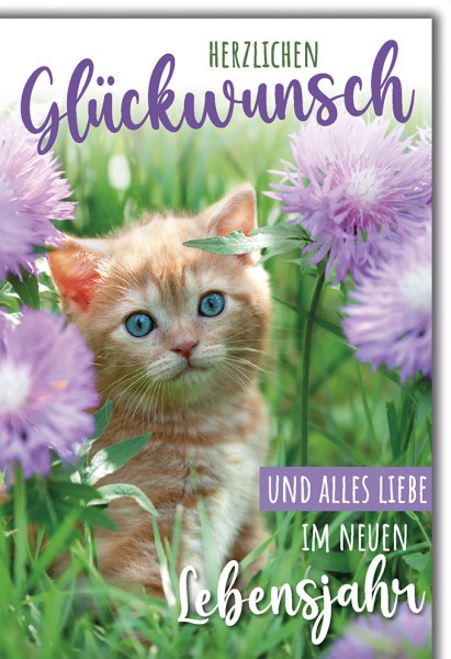 Geburtstag - Katze