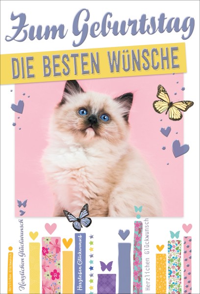 Geburtstag - Katze